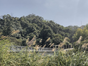 渡賢橋下看風景